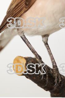 Red-backed Shrike - Lanius Collurio 0041